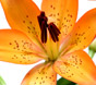 pic_01 pic_01